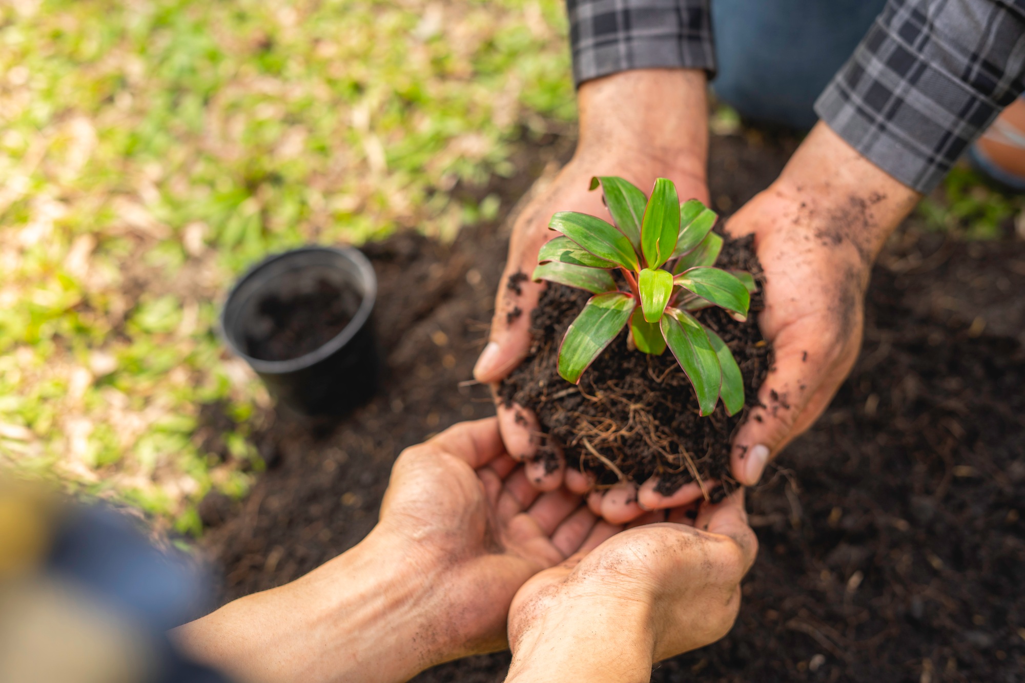 two young men are planting a tree to preserve the environment, plant tree concept to reduce global w