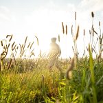Rear View of Young Man Walking Through Tall Grass in a Sunny Day Against Sky