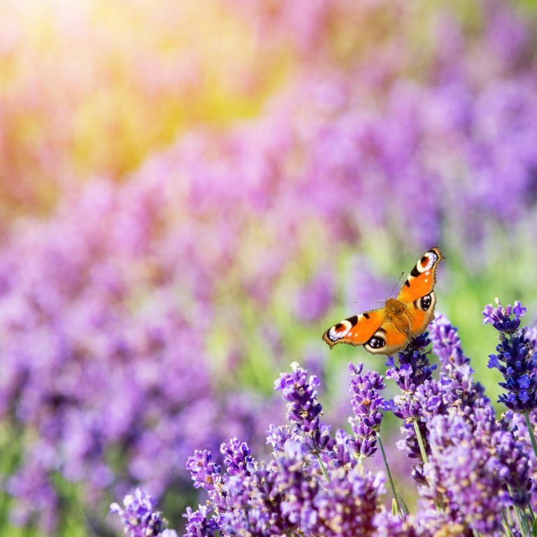 Butterfly sitting on lavender flower.