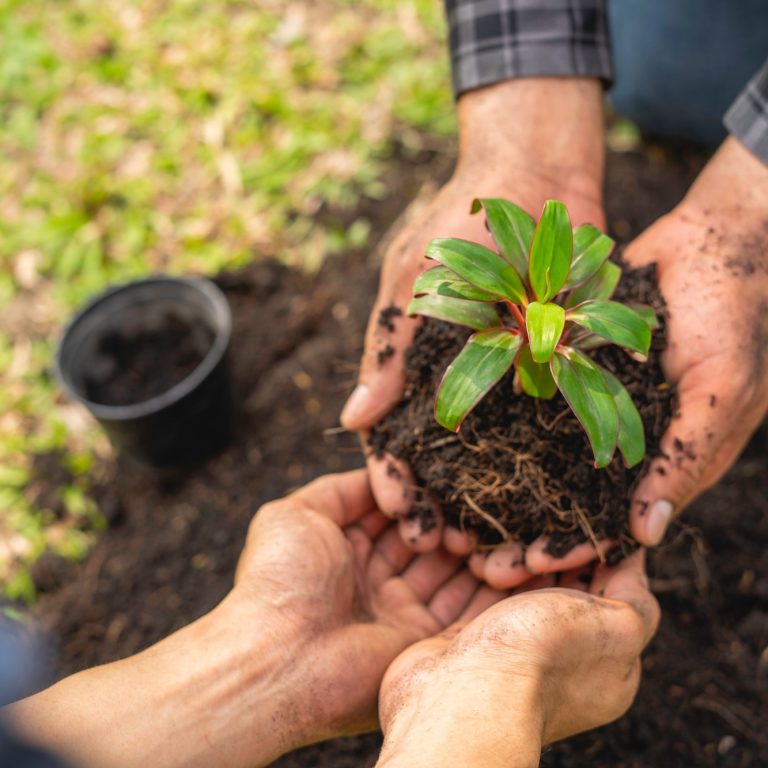 two young men are planting a tree to preserve the environment, plant tree concept to reduce global w